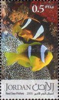 Twoband Anemonefish (Amphiprion bicinctus)
