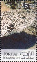 Stellate Puffer (Arothron stellatus)