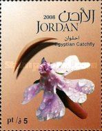 Egyptian Catchfly