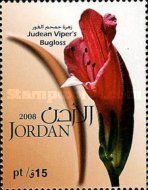 Judean Viper's Bugloss