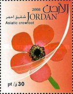 Asiatic Crowfoot