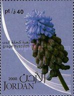 Grape hyacinth