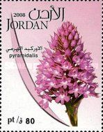 Pyramidalis