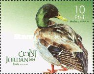 Mallard (Anas platyrhynchos)