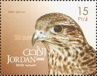 Saker Falcon (Falco cherrug)