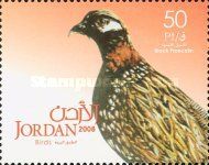 Black Francolin (Francolinus francolinus) 