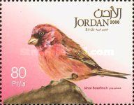 Sinai Rosefinch (Carpodacus synoicus)