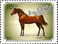 Horse (Equus ferus caballus)