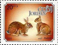 European Rabbit (Oryctolagus cuniculus)