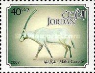 Arabian Oryx (Oryx gazella leucoryx)