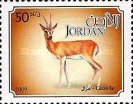 Dorcas Gazelle (Gazella dorcas)