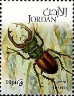 Stag Beetle (Lucanus sp.)
