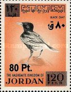 Black Scrub Robin (Cercotrichas podebe)