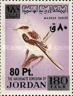 Masked Shrike (Lanius nubicus)