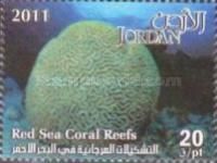 Brain Coral (Faviidae)