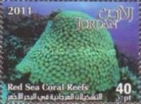 Red Sea Coral