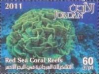 Turbinaria Coral (Turbinaria sp.)