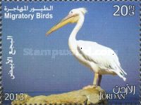 Great White Pelican (Pelecanus onocrotalus)