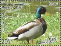 Mallard (Anas platyrhynchos)