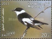 Collared Flycatcher (Ficedula albicollis)