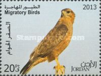Common Buzzard (Buteo buteo)