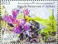 Succulent flower