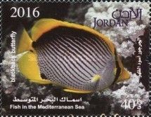 Black-back Butterflyfish (Chaetodon melannotus)
