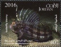 Butterfly Blenny (Blennius ocellaris)