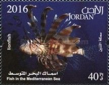 Devil Firefish (Pterois miles)