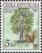 Pedunculate Oak (Quercus robur)