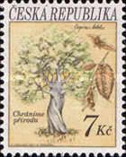 Hornbeam (Carpinus betulus)
