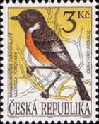 European Stonechat (Saxicola torquata)
