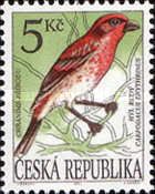 Common Rosefinch (Carpodacus erythrinus)