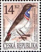 White-spotted Bluethroat (Luscinia svecica cyanecula)