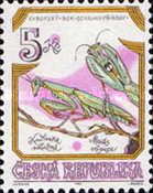 European Mantis (Mantis religiosa)