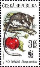 European Garden Dormouse (Eliomys quercinus)