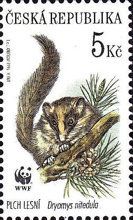 Eurasian Forest Dormouse (Dryomys nitedula)