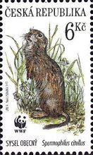 European Ground Squirrel (Spermophilus citellus)
