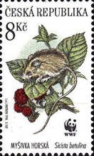 Northern Birch Mouse (Sicista betulina)