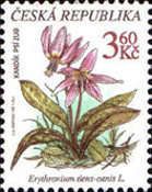 Dog's tooth violet, ERYTHRONIUM DENS-CANIS L.