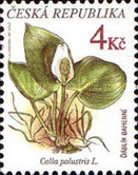 Ďáblík bahenní, CALLA PALUSTRIS L.