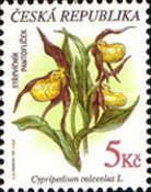 Cypripedium calceolus - Lady's-slipper Orchid