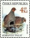 Grey Partridge (Perdix perdix)