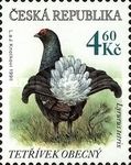 Black Grouse (Lyrurus tetrix)