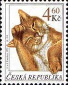 Domestic Cat (Felis silvestris catus)