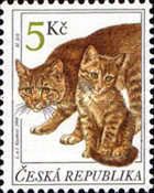 Domestic Cat (Felis silvestris catus)