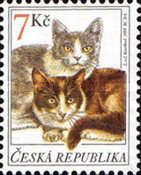 Domestic Cat (Felis silvestris catus)