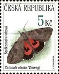 Rosy Underwing (Catocala electa)