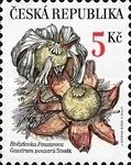 Rare mushrooms: Geastrum pouzarii
