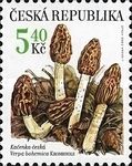 Rare mushrooms: Verpa bohemica